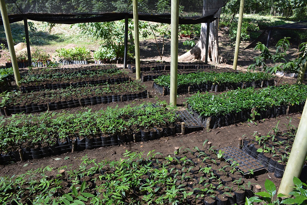 Trees planted Proyecto Titi