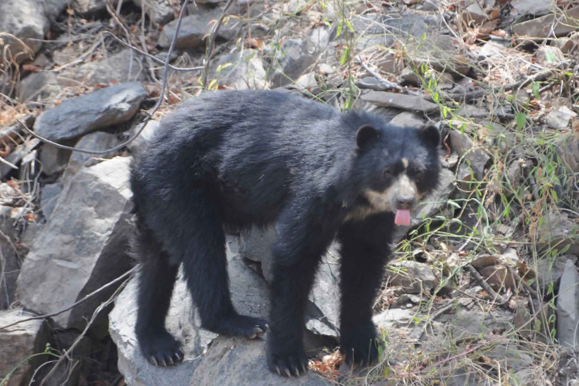 Where Are Spectacled Bears Found
