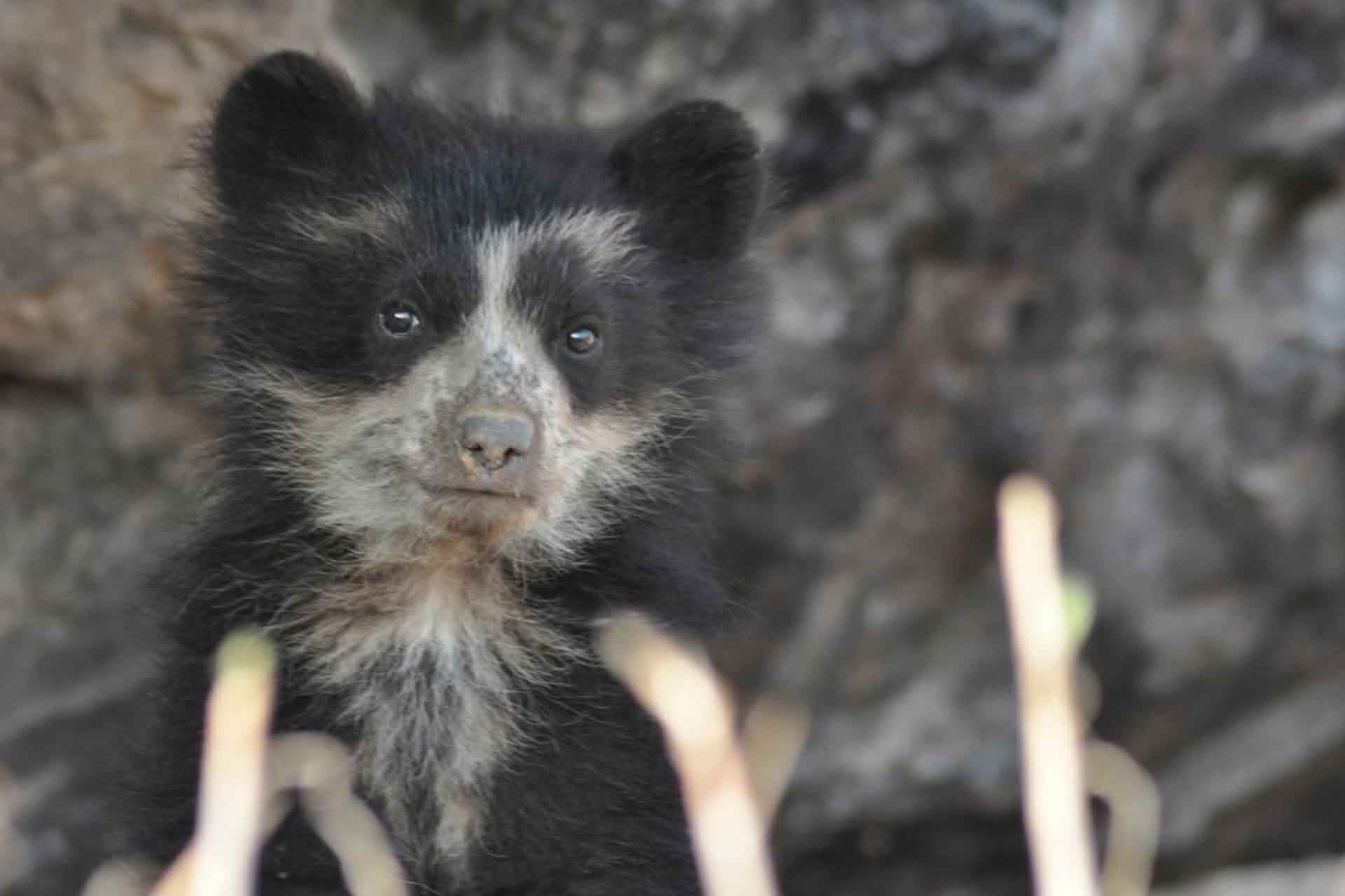 Spectable Ebar Spectacled Bear Habitat Range
