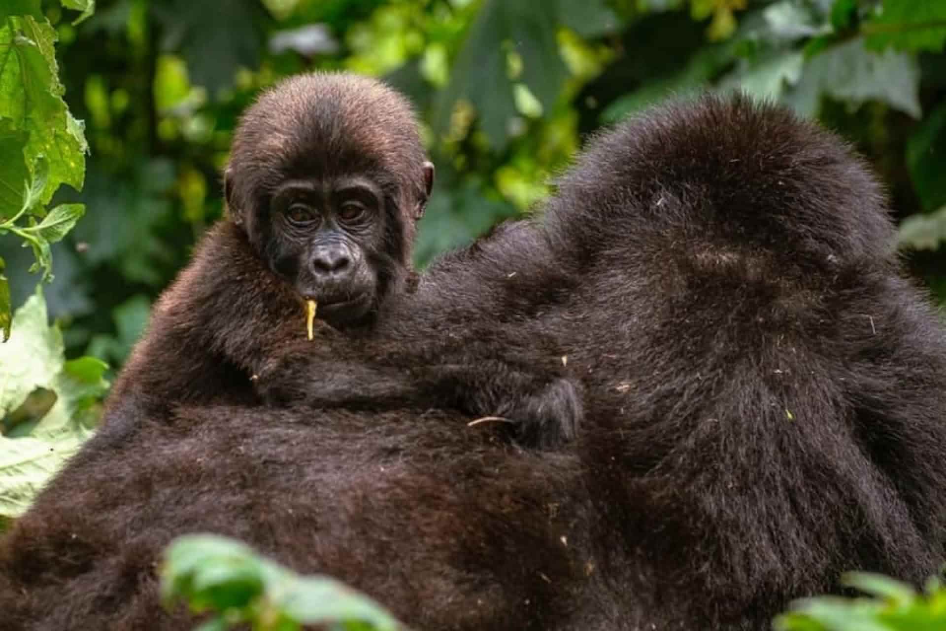 Mountain Gorillas • Wildlife Conservation Network