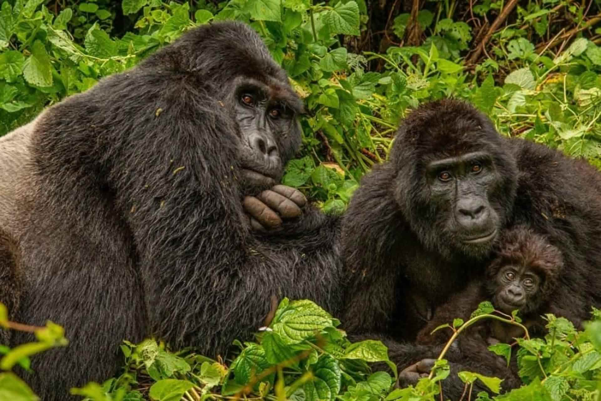Mountain Gorillas • Wildlife Conservation Network