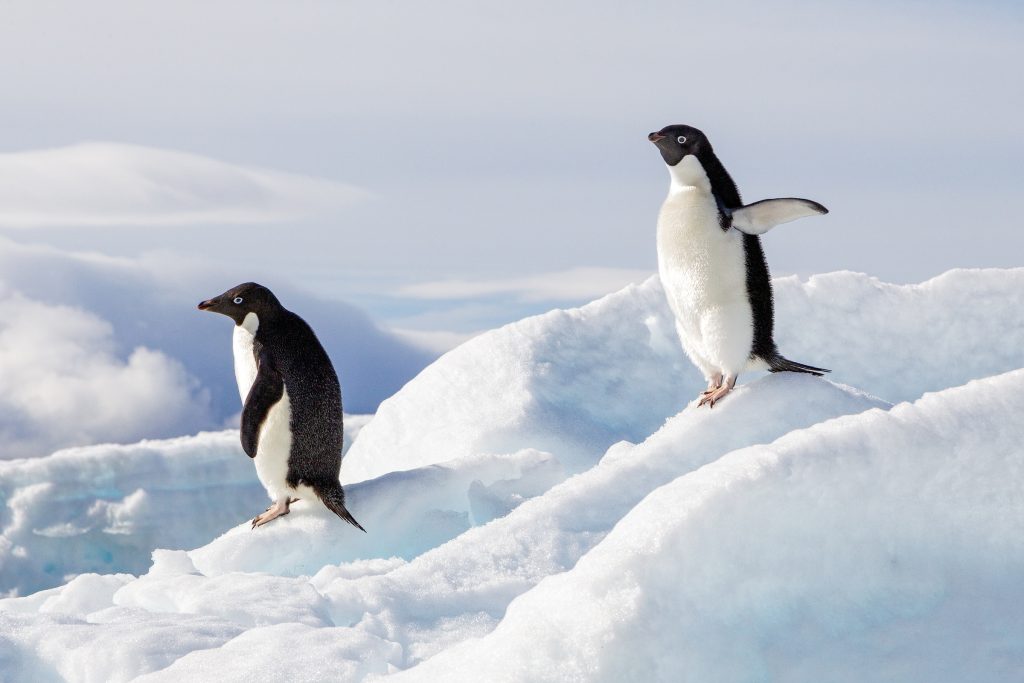 Adélie penguins_Susan McConnell