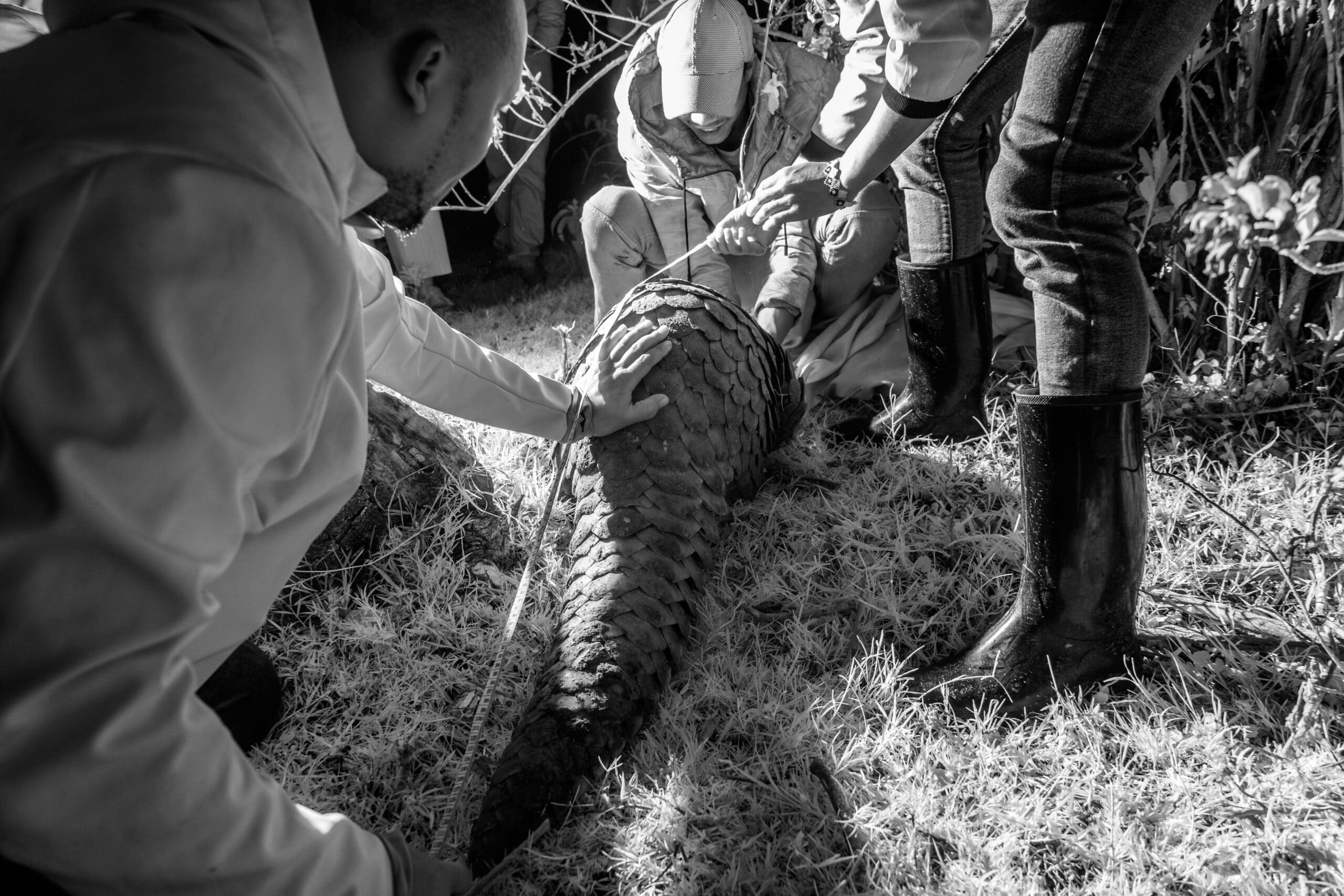 giant pangolin kenya